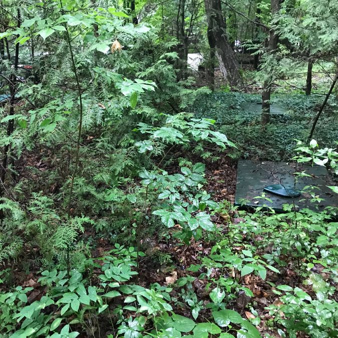Dense green forest with a variety of leafy plants and trees. In the foreground, there's a green tarp on the ground with a blue object on top. Light filters through the tree canopy, creating a mix of light and shadows on the forest floor. A glimpse of a structure is visible in the background. Greenleaf Excavation Muskoka